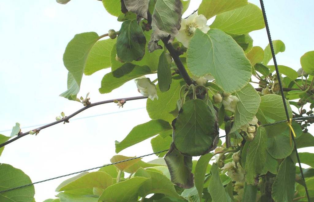 Batteriosi dell’actinidia in Trentino