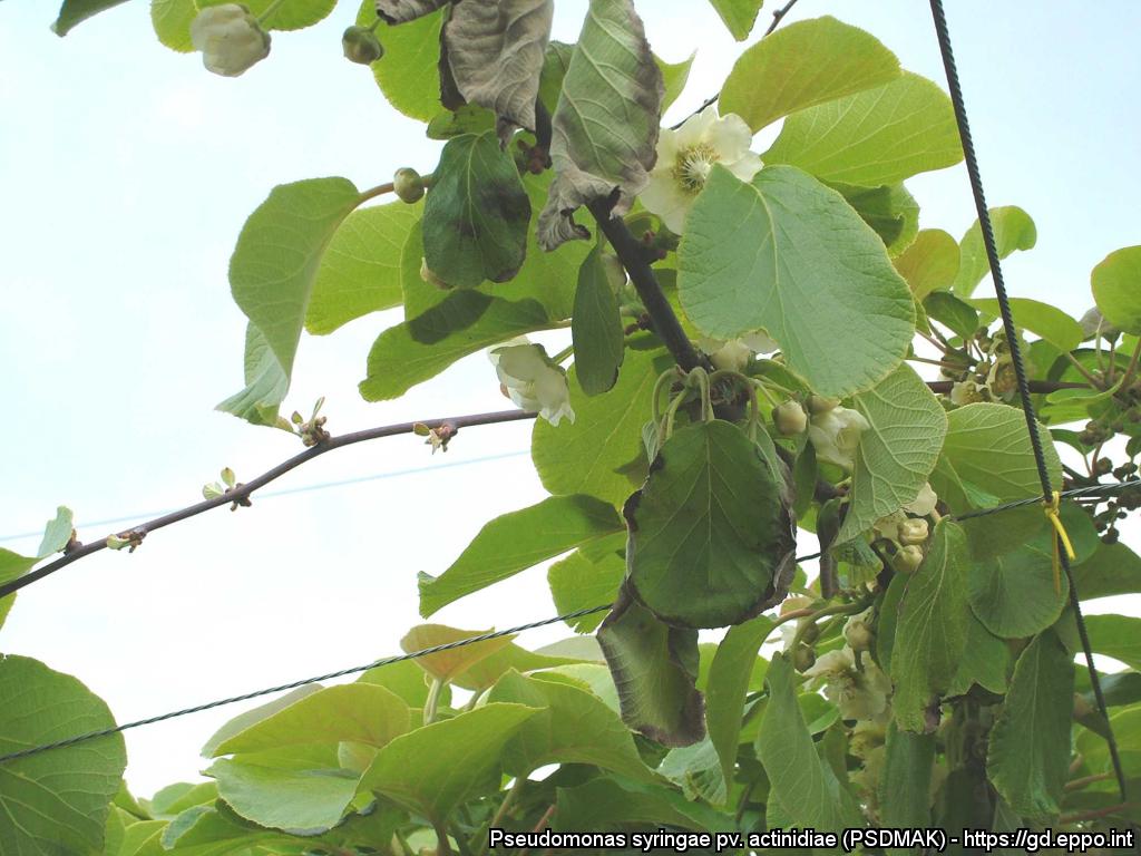 Batteriosi dell’actinidia in Trentino