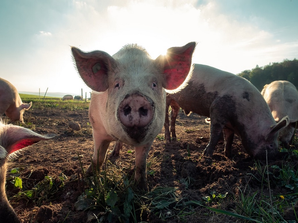Domande di contributo L.P. 4.2003 – azione per la tutela del benessere animale