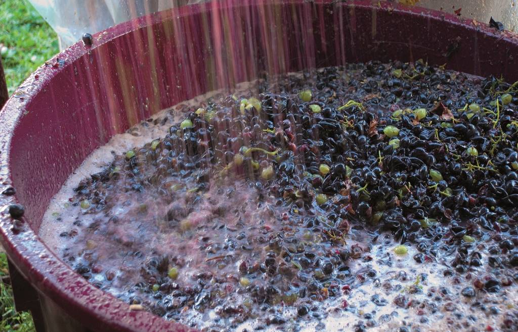Dichiarazioni obbligatorie di vendemmia e di produzione di vino e/o mosto campagna vitivinicola 2024/2025