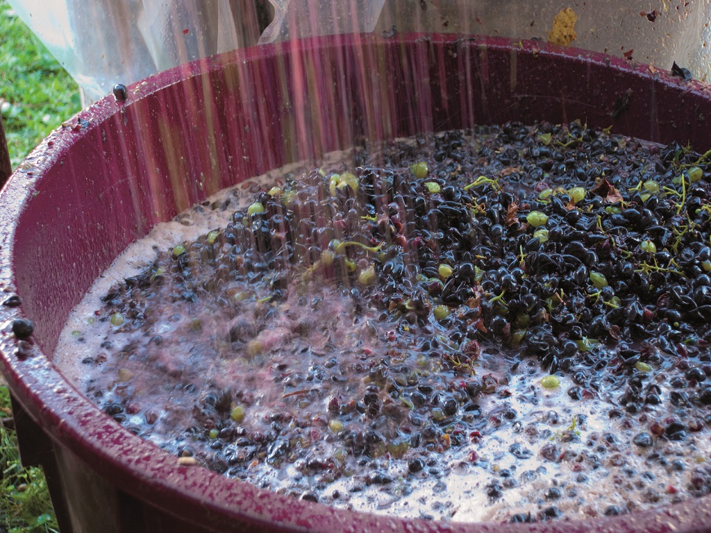 Dichiarazioni obbligatorie di vendemmia e di produzione di vino e/o mosto campagna vitivinicola 2024/2025