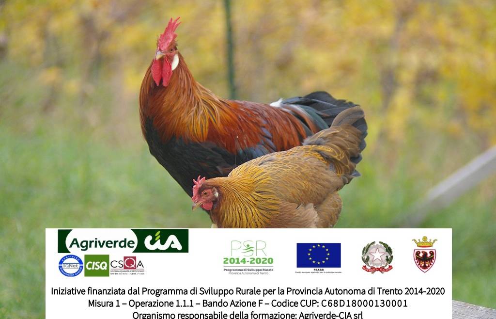 corso Avicoltura biologica di montagna a Tione