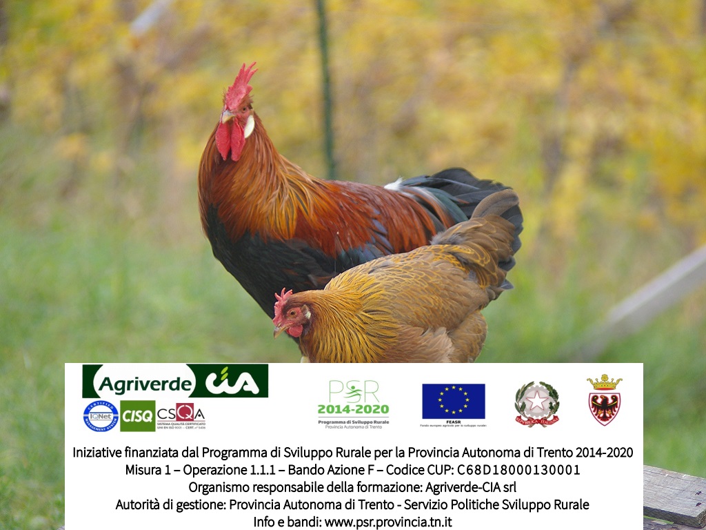 corso Avicoltura biologica di montagna | iscrizioni entro 28/02