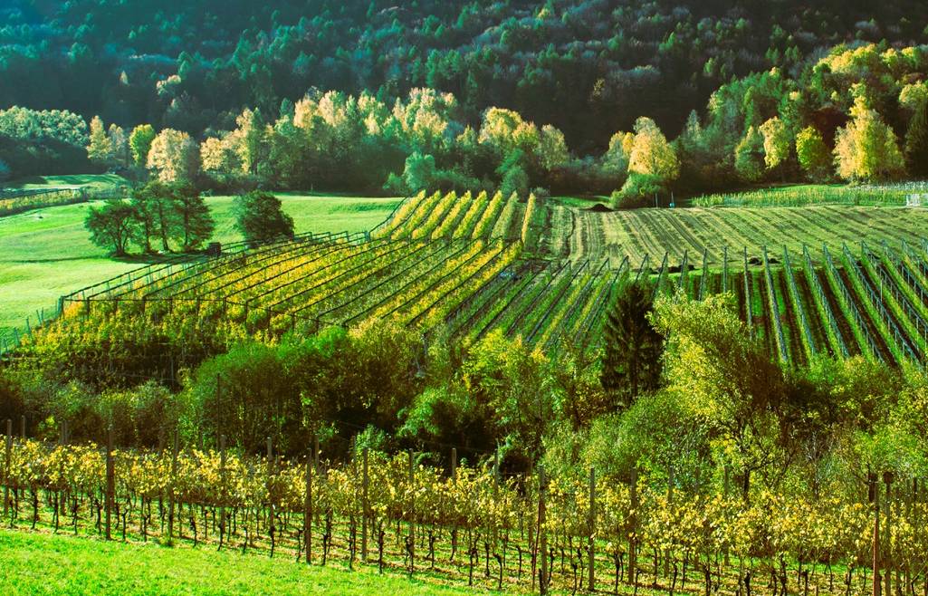 Contributi coperture degli impianti frutticoli