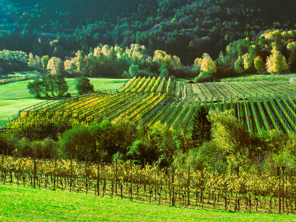 Domanda di sostegno RRV (riconversione e ristrutturazione vigneti) 2021 -2022
