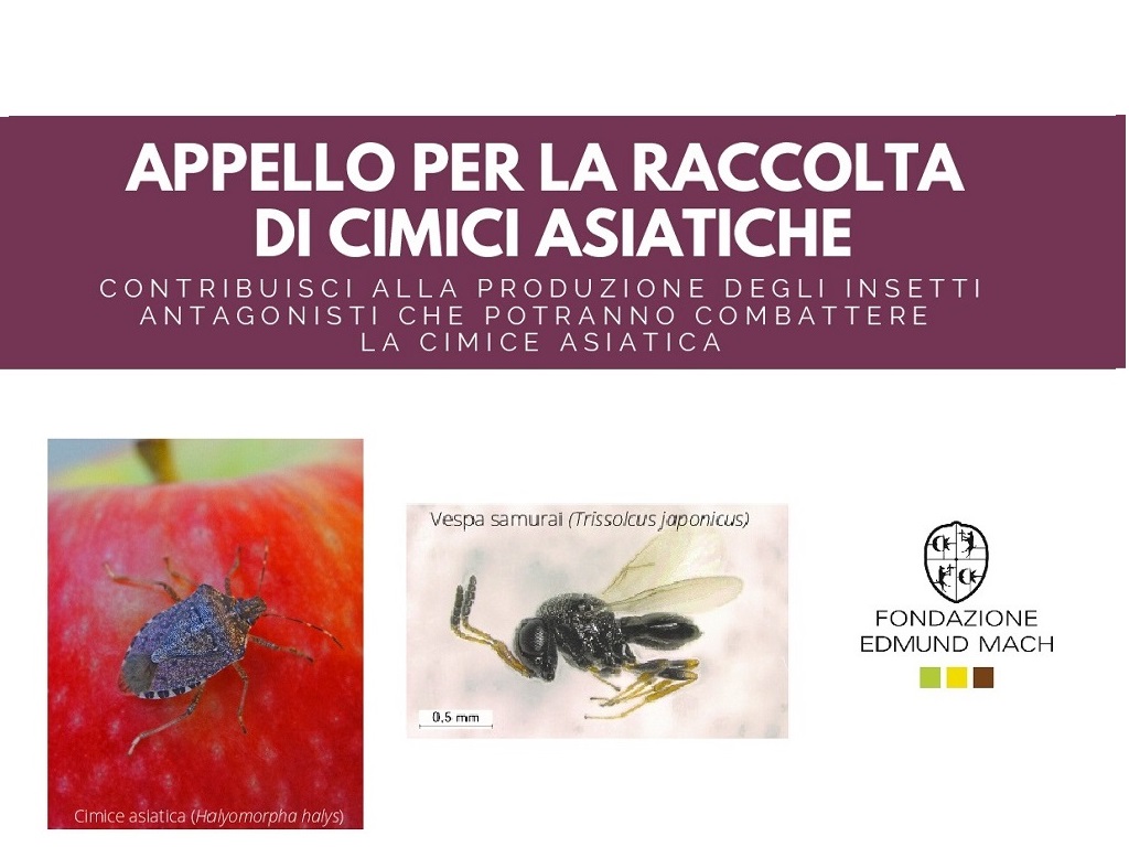 Appello FEM ai cittadini: cerchiamo cimici asiatiche vive