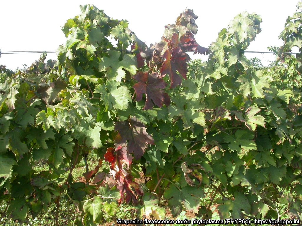Contributi per indennizzi per i danni a causa della flavescenza dorata della vite