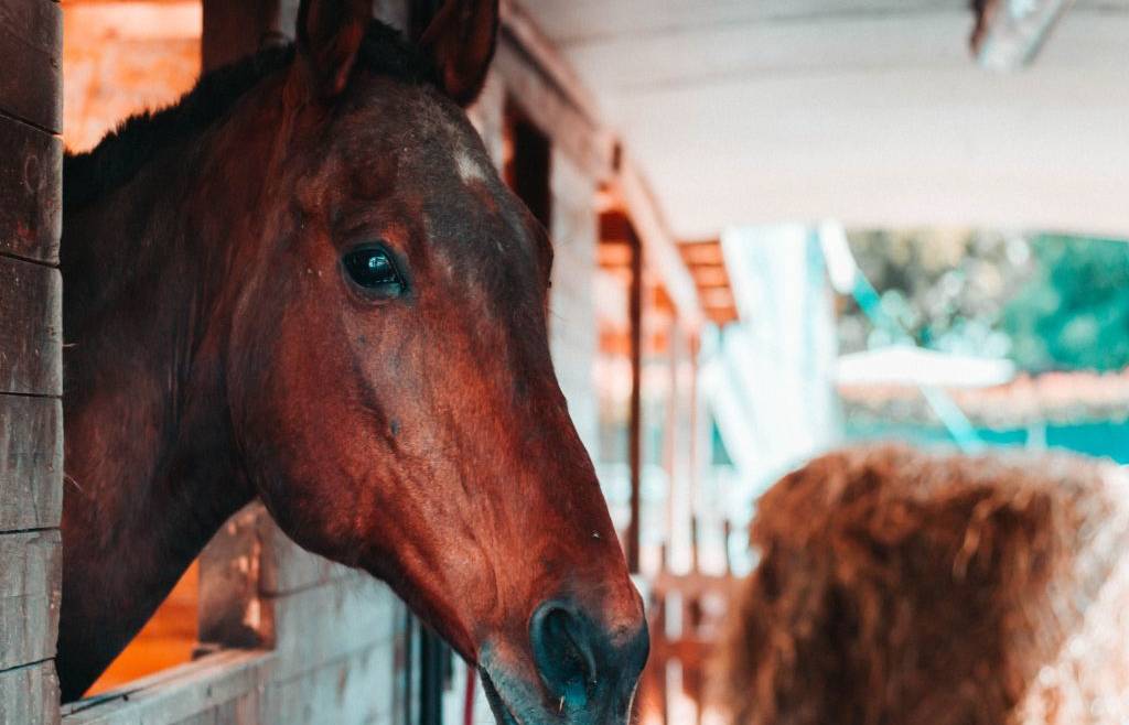 Corso Assistente Turismo Equestre
