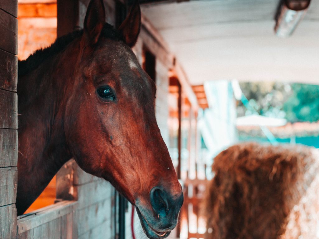 Corso Assistente Turismo Equestre