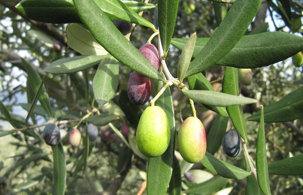 Olivicoltura: contributo per danni da maltempo