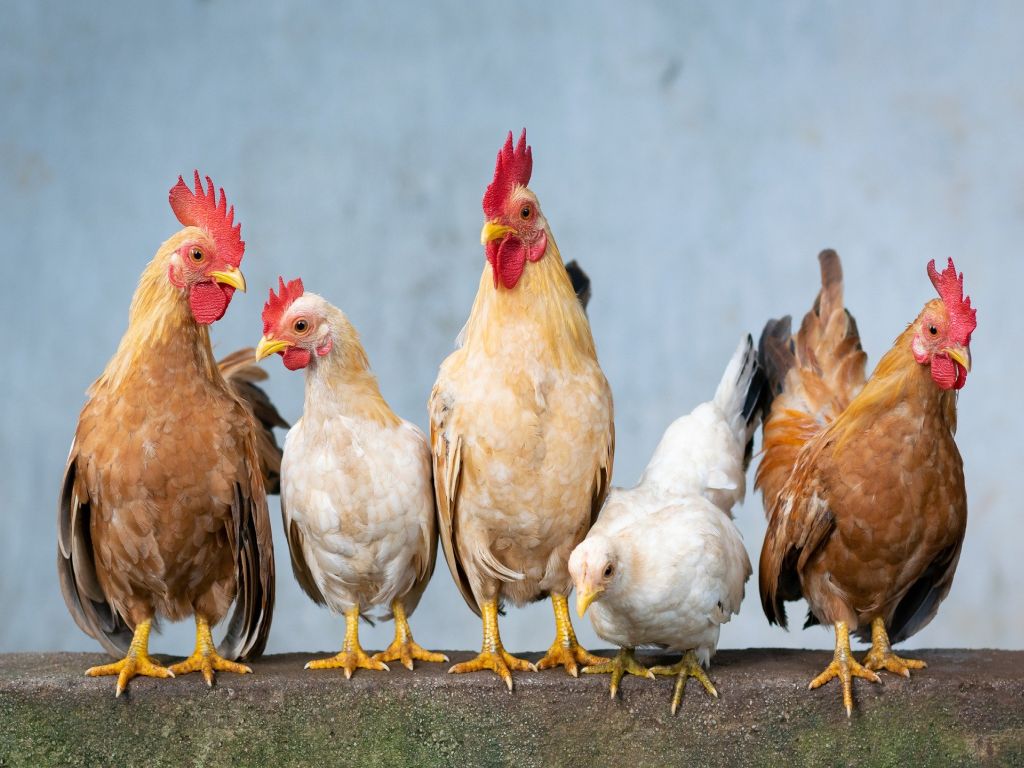 Influenza aviaria nei Paesi Bassi