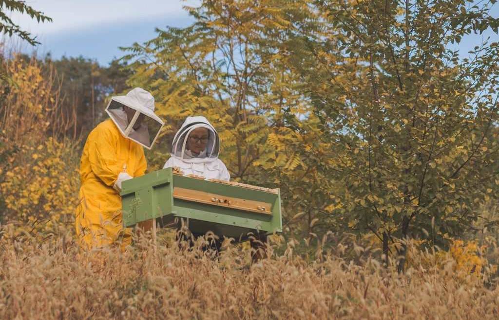 Contributi per l’apicoltura reg. 2021/2115 per il miglioramento delle condizioni della produzione e commercializzazione dei prodotti dell’apicoltura