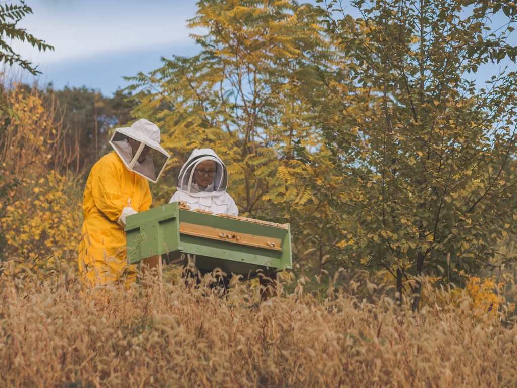 Contributi per l’apicoltura reg. 2021/2115 per il miglioramento delle condizioni della produzione e commercializzazione dei prodotti dell’apicoltura