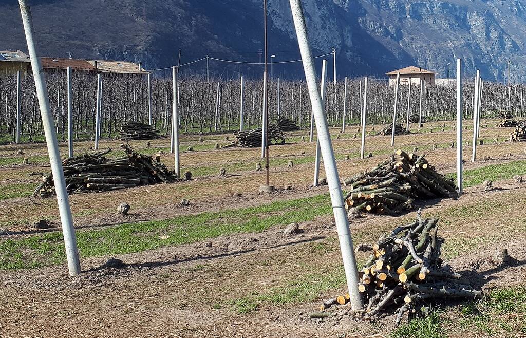 Bandi di contributo per il rinnovo degli impianti di melo 2025