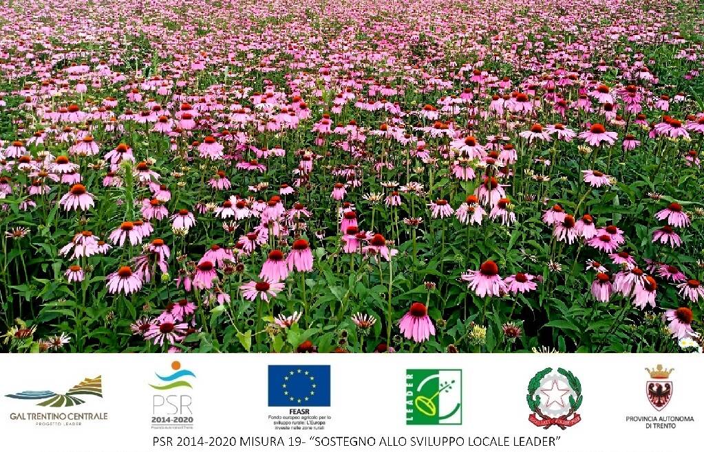 Corso “Piante officinali spontanee e coltivate”