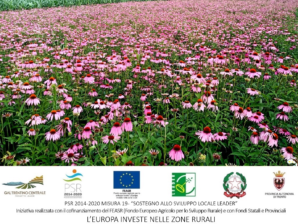 Corso “Piante officinali spontanee e coltivate”
