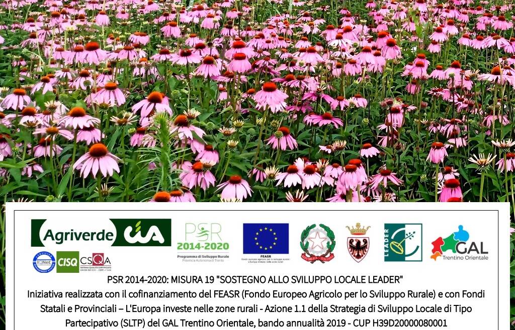 corso PIANTE OFFICINALI SPONTANEE E COLTIVATE: PERCORSO DI AVVICINAMENTO