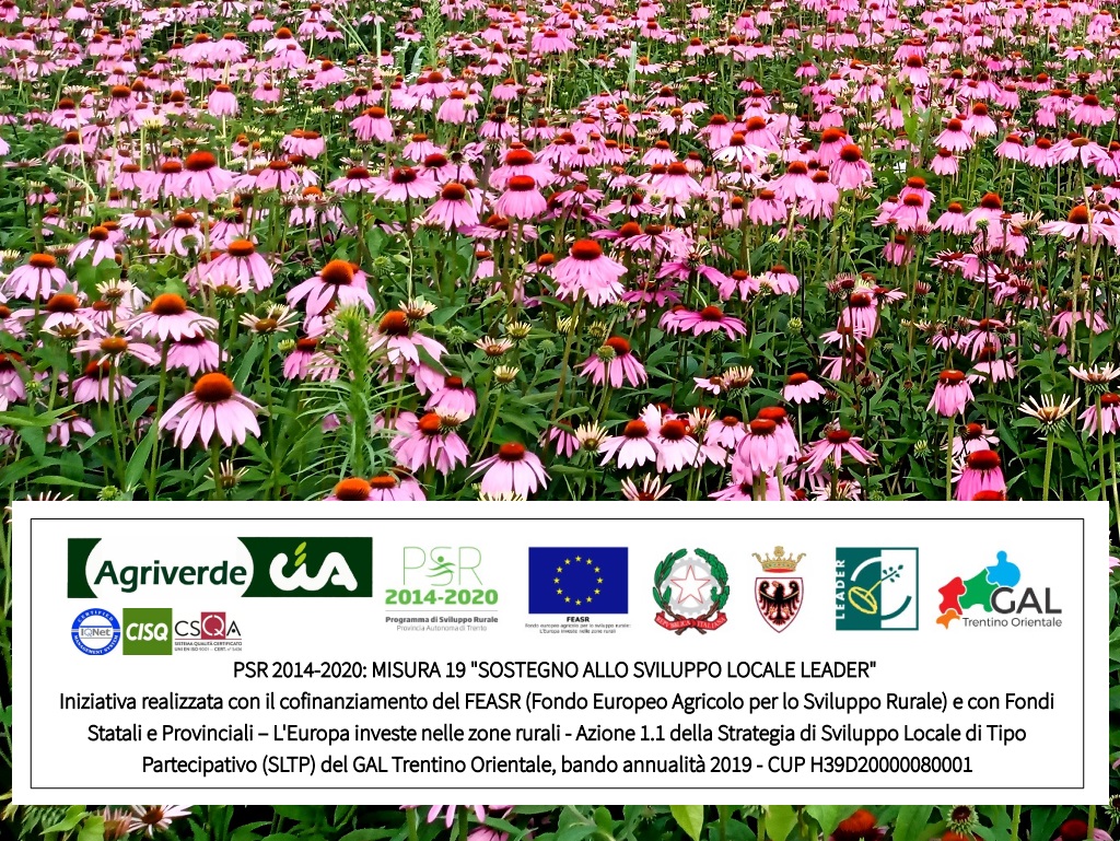 corso PIANTE OFFICINALI SPONTANEE E COLTIVATE: PERCORSO DI AVVICINAMENTO