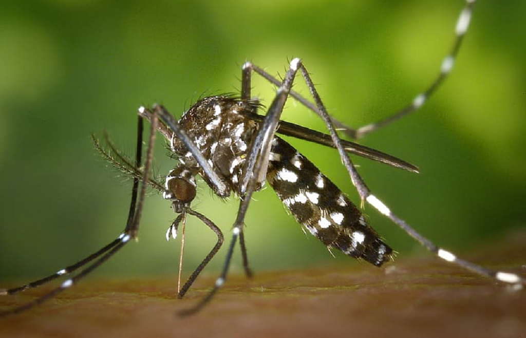 Zanzara Tigre: provvedimenti per la prevenzione e il controllo