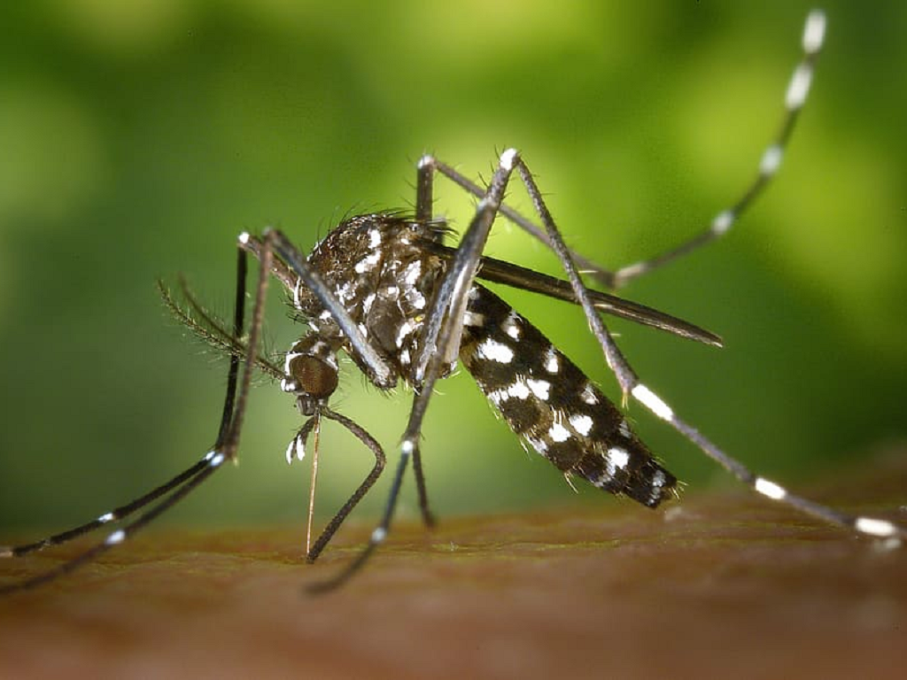 Zanzara Tigre: provvedimenti per la prevenzione e il controllo