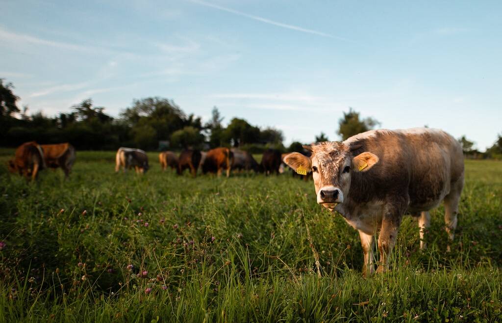 Interventi a favore delle filiere zootecniche della carne da vitello