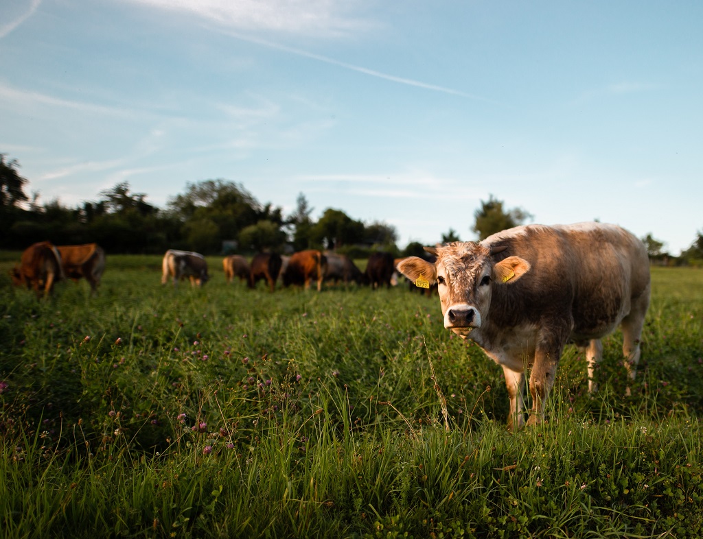 Interventi a favore delle filiere zootecniche della carne da vitello