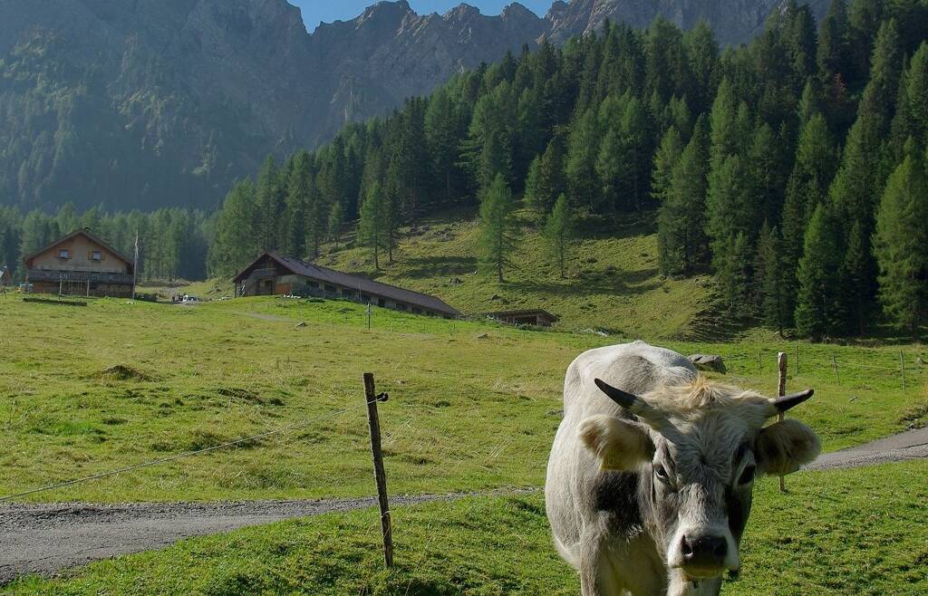 Approvazione criteri per prossimo bando per l’alpicoltura per il recupero delle malghe tradizionali.