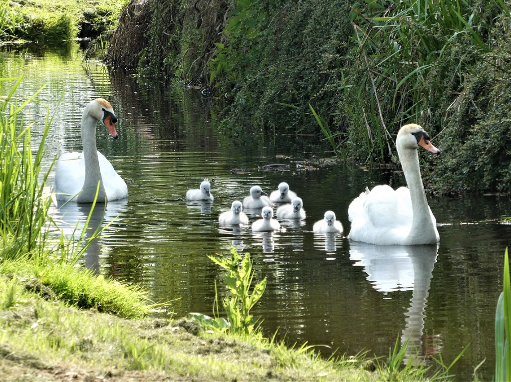 Bando di contributo PSR operazione 4.4.3 “Investimenti non produttivi connessi per connettività ecologica e recupero di habitat Natura 2000 e agricoli a valore naturalistico” -2022