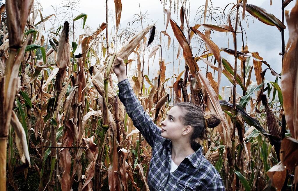 Domande PSR SRE01 – Insediamento giovani agricoltori