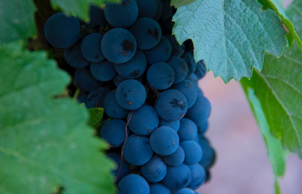 Dichiarazione di giacenza vino e mosti