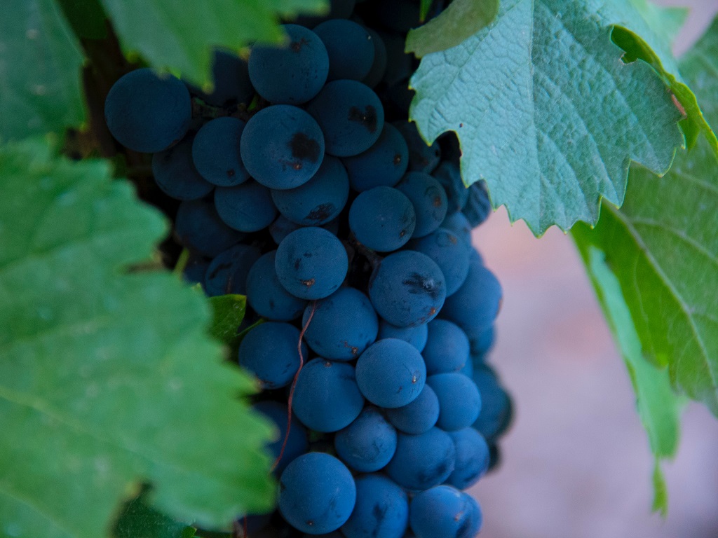 Dichiarazione di giacenza vino e mosti