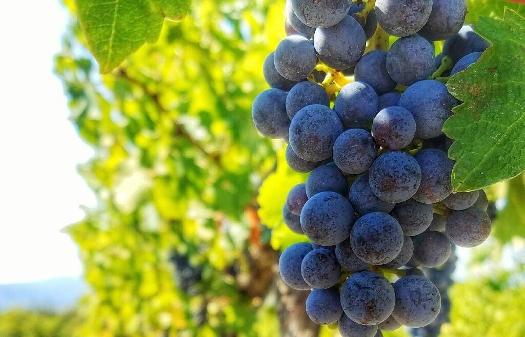 Avviso affitto vigneto Mattarello – Università di Trento