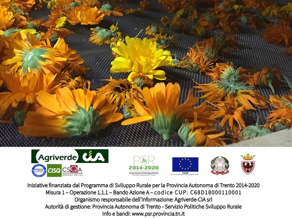 Corso di qualificazione professionale “Coltivazione, raccolta e trasformazione di PIANTE OFFICINALI“ (70 ore)
