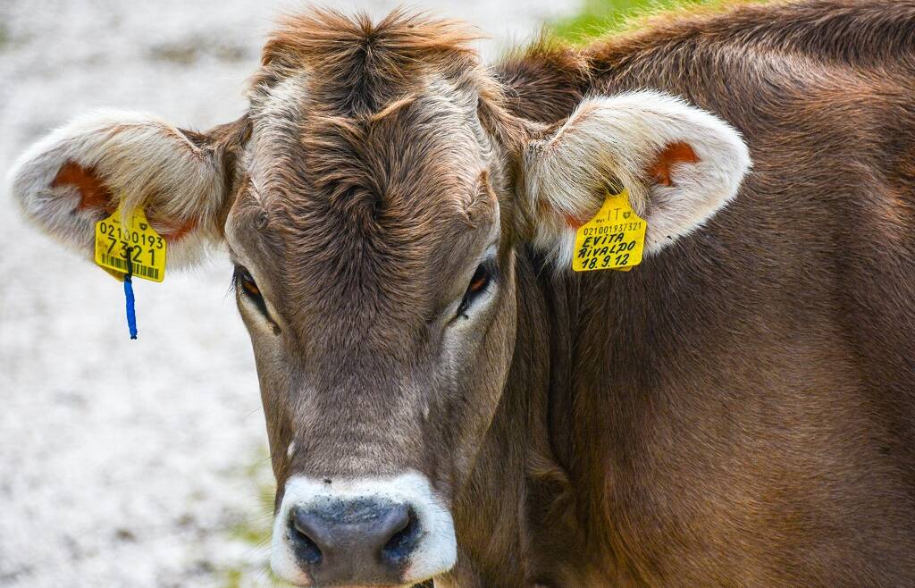 Proroga al 29 marzo delle dichiarazioni di vendita latte e prodotti lattiero caseari dei piccoli produttori bovini e ovicaprini