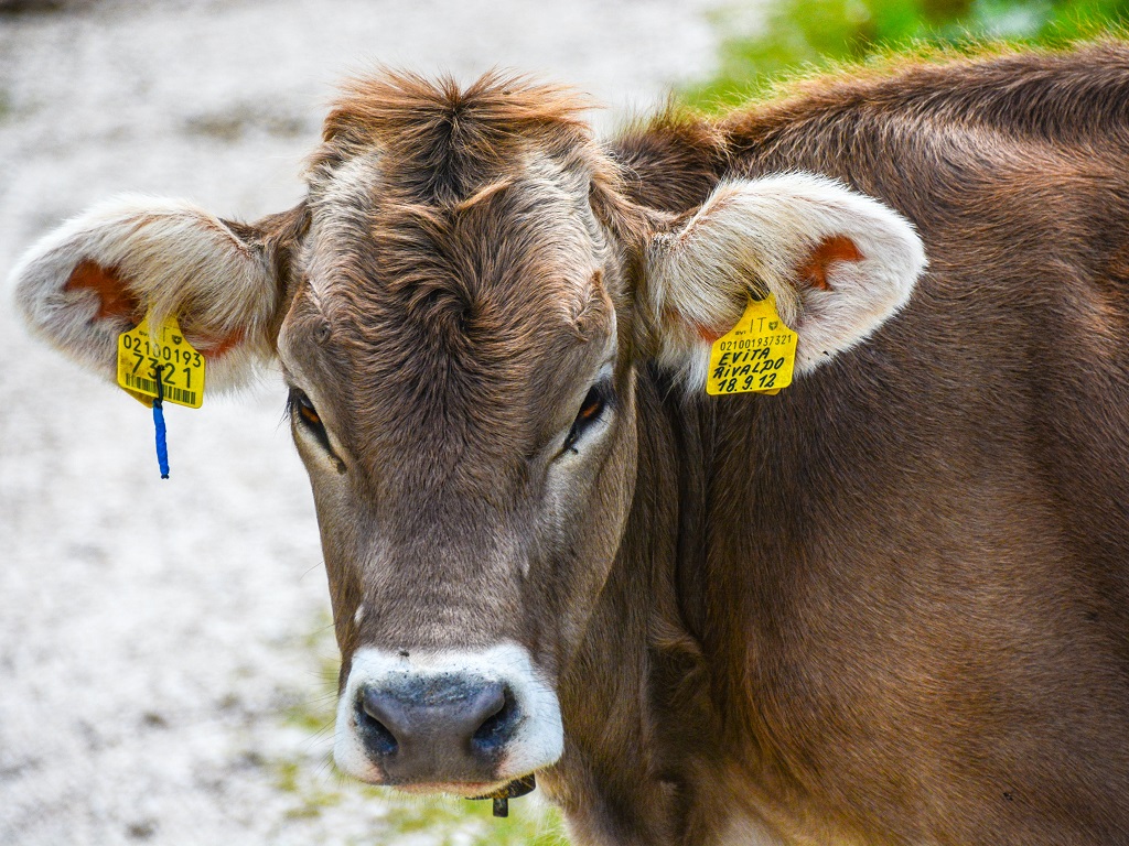 Proroga al 29 marzo delle dichiarazioni di vendita latte e prodotti lattiero caseari dei piccoli produttori bovini e ovicaprini