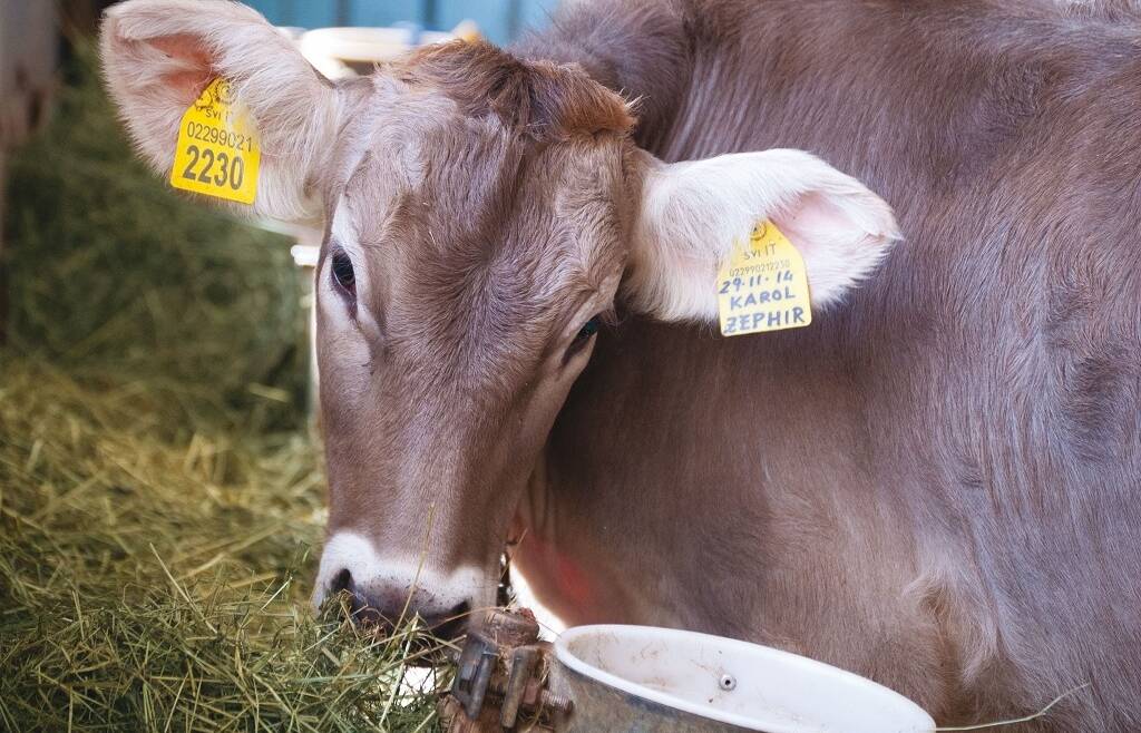 PSR: apertura bandi 2025 SRD01 – SRD02 – investimenti per la competitività della aziende agricole e per ambiente, clima e benessere animale