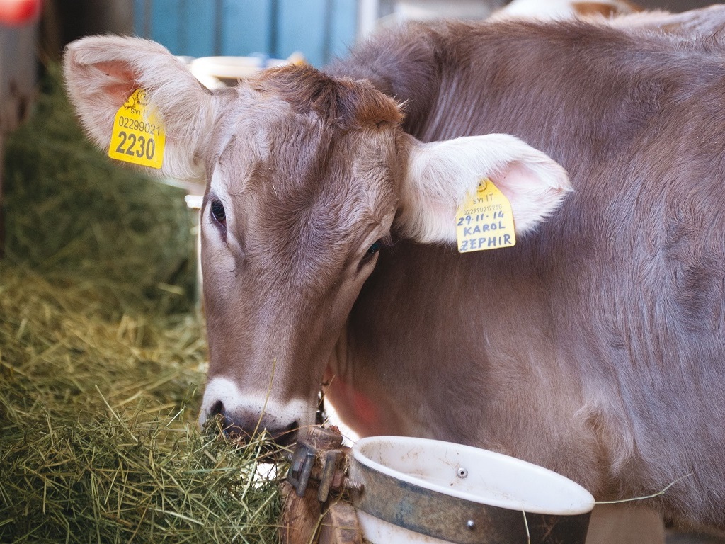 PSR: apertura bandi 2025 SRD01 – SRD02 – investimenti per la competitività della aziende agricole e per ambiente, clima e benessere animale