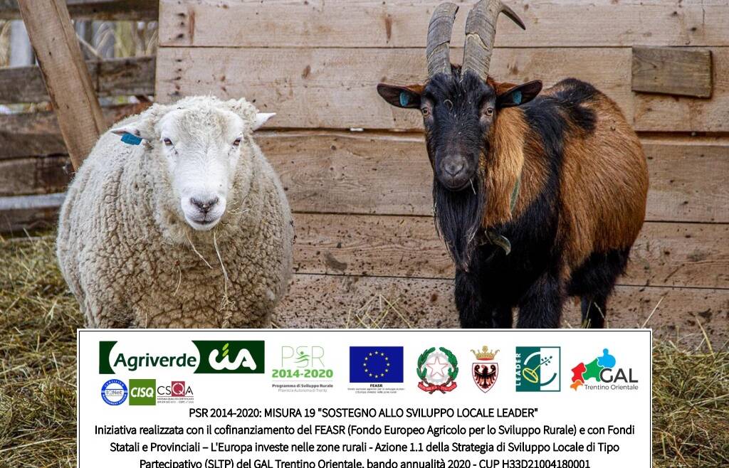 corso La capra e la pecora: allevamento con metodo biologico