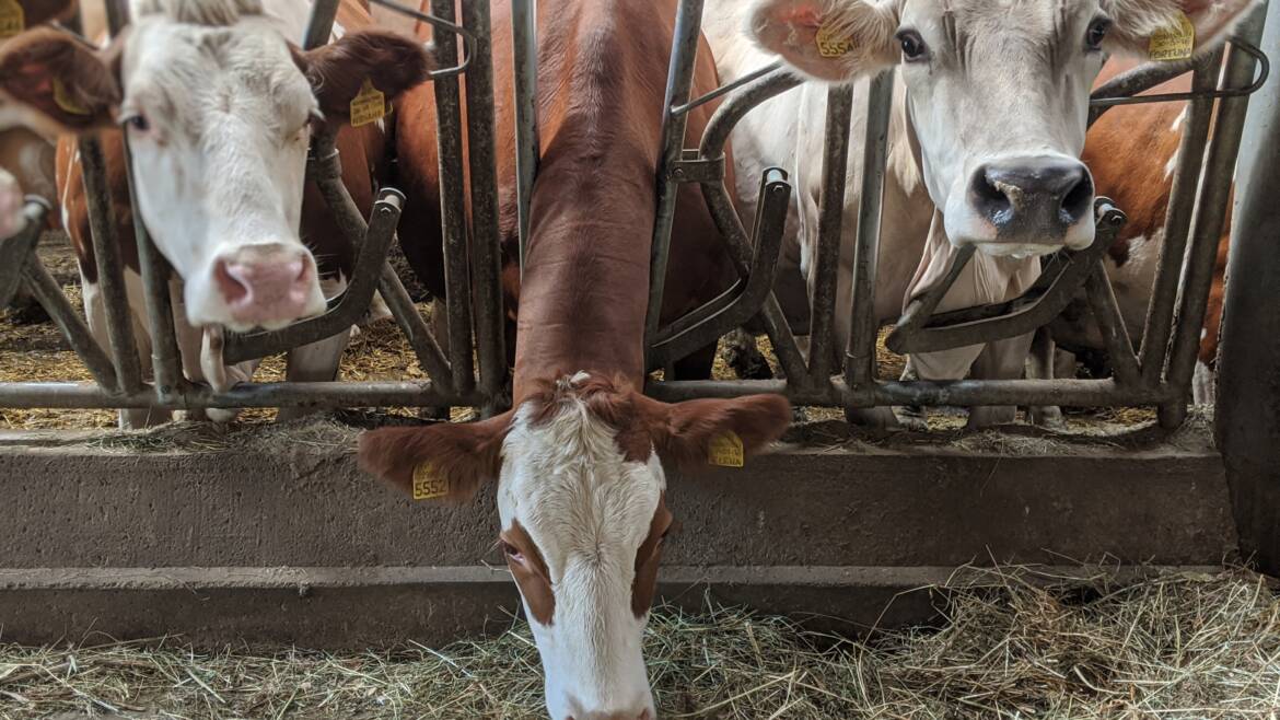 Domanda Unica 2024 Eco-schema 1 – Pagamento per la riduzione dell’antimicrobico resistenza e per il benessere animale – 