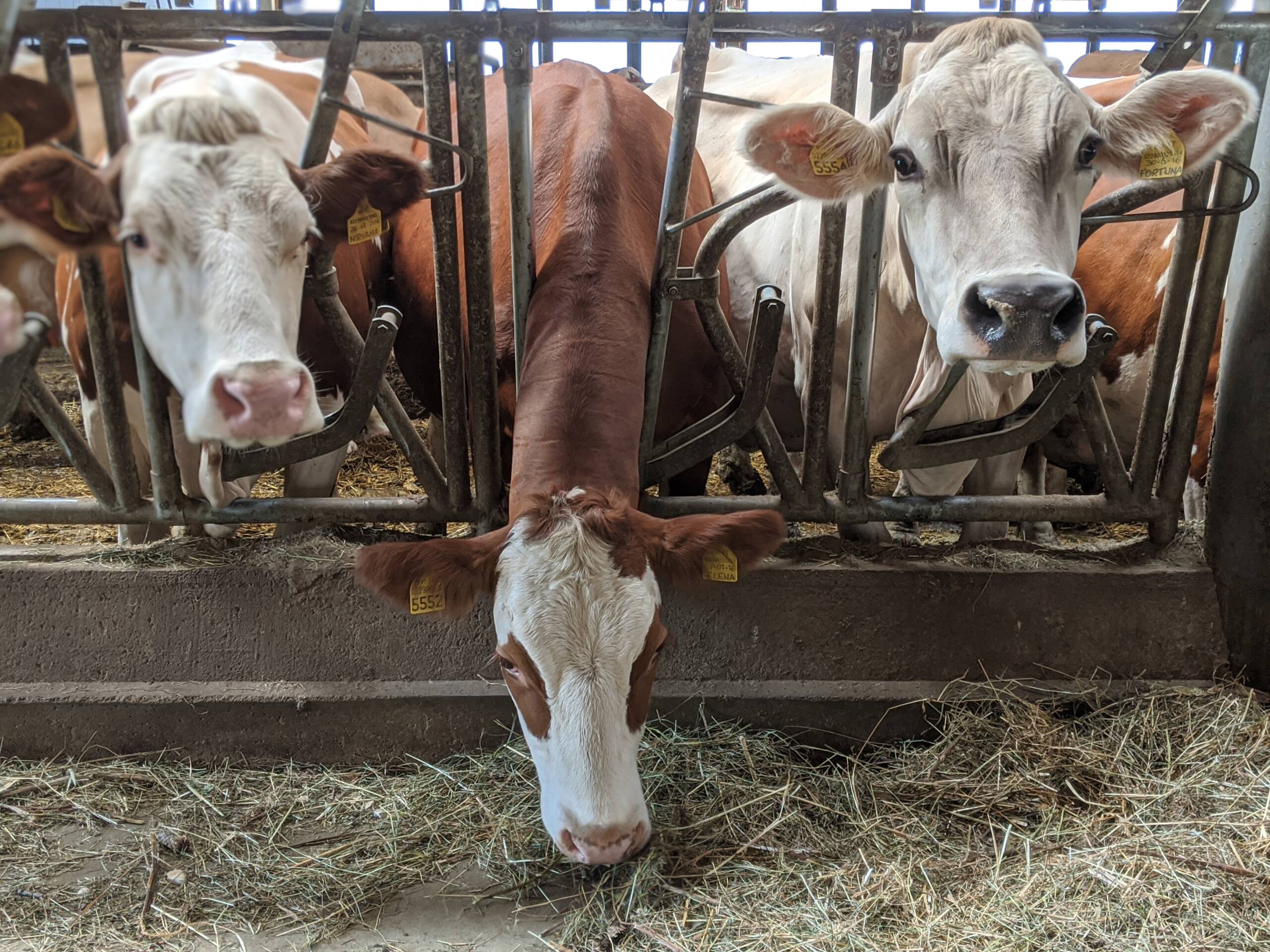 Domanda Unica 2024 Eco-schema 1 – Pagamento per la riduzione dell’antimicrobico resistenza e per il benessere animale – 