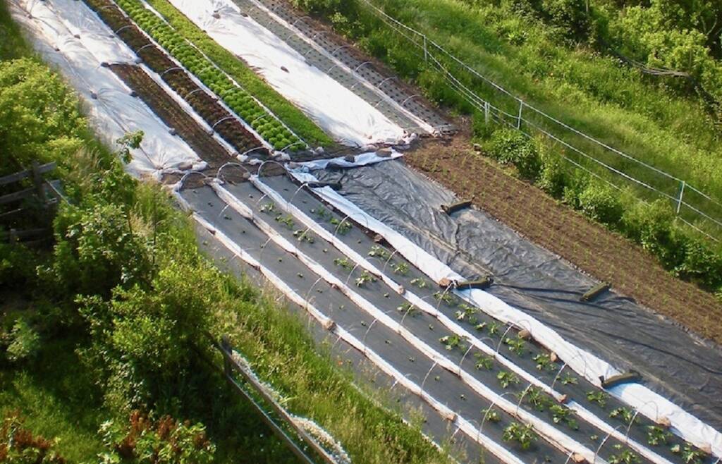 INTRODUZIONE AL MARKET GARDENING