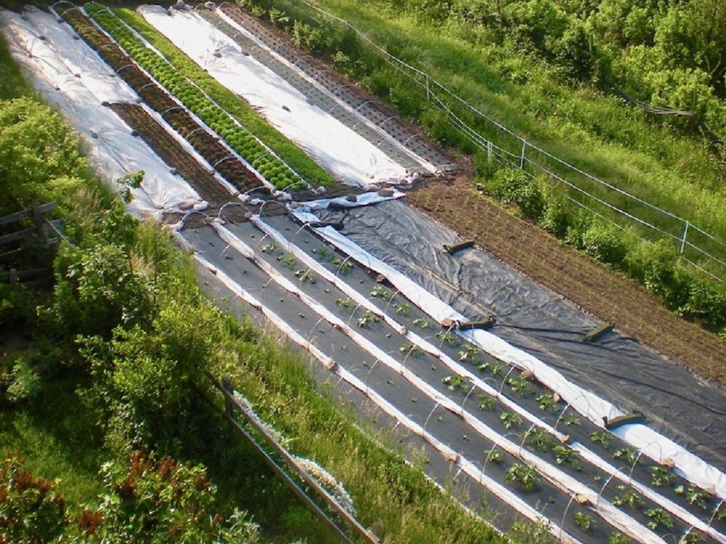 INTRODUZIONE AL MARKET GARDENING