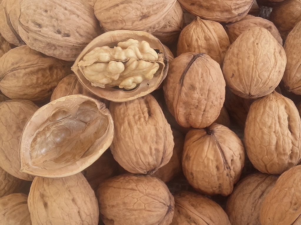 CORSO LA NOCICOLTURA NELLE GIUDICARIE