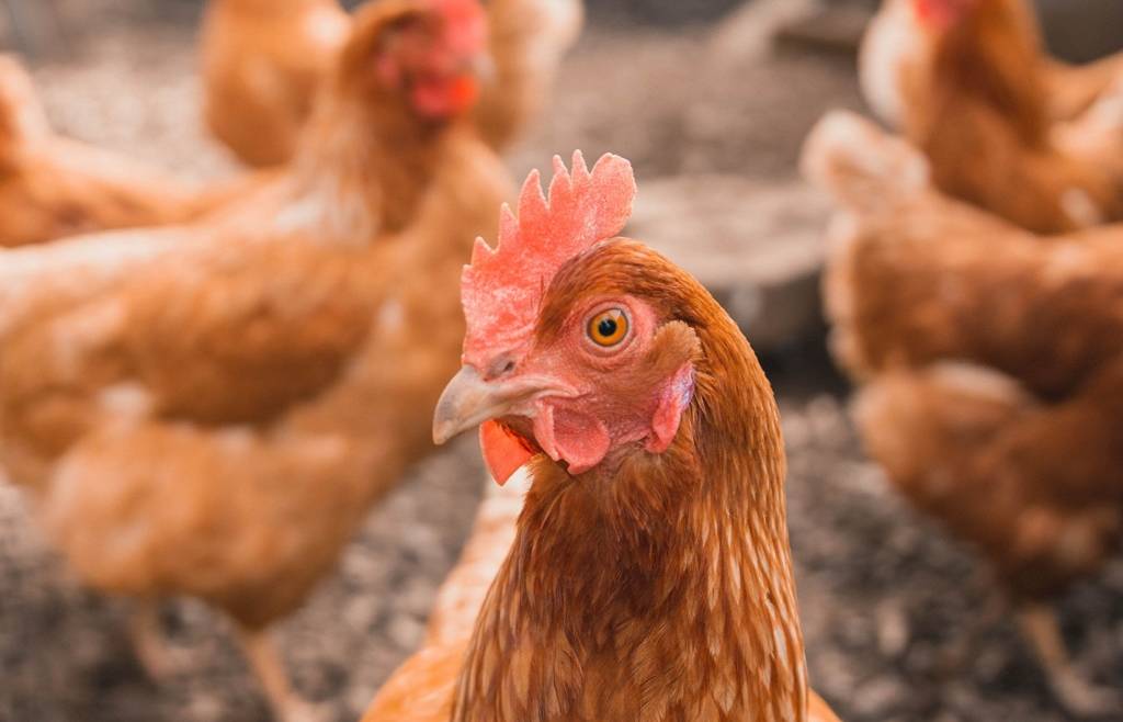 corso LA GALLINA OVAIOLA: ALLEVAMENTO BIO DI MONTAGNA