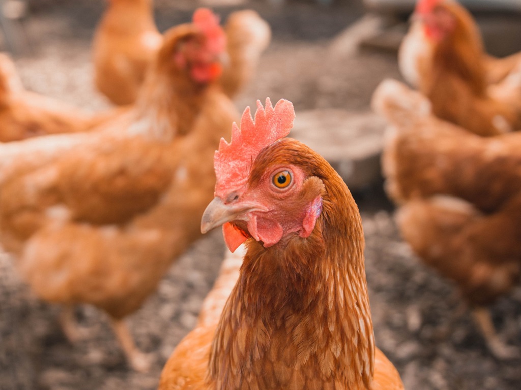 corso LA GALLINA OVAIOLA: ALLEVAMENTO BIO DI MONTAGNA