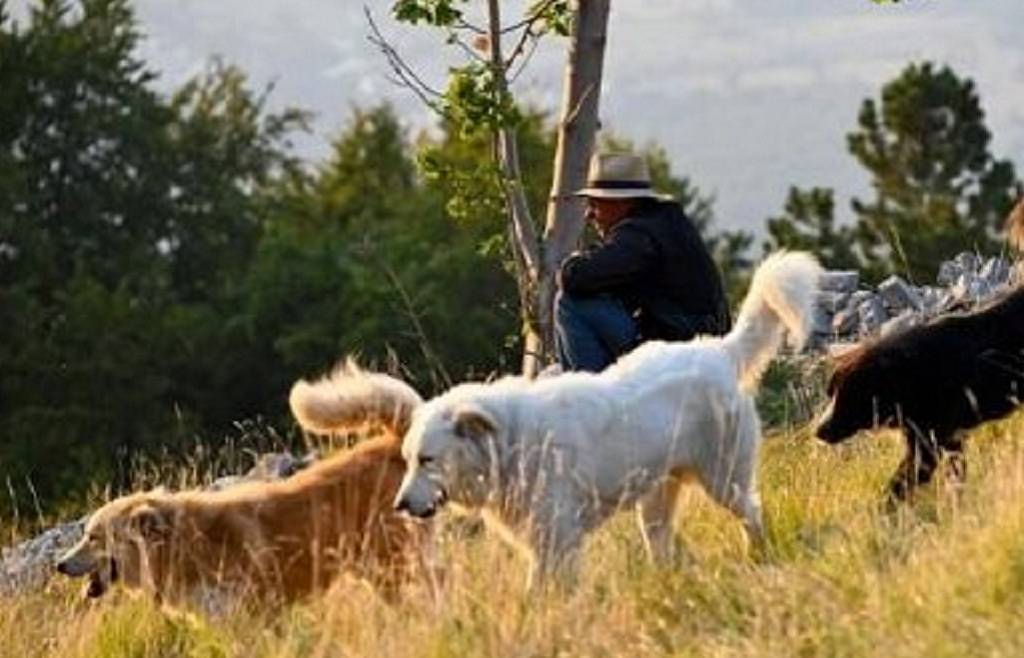Incontro gratuito Cani da guardiania – Malga Tuena
