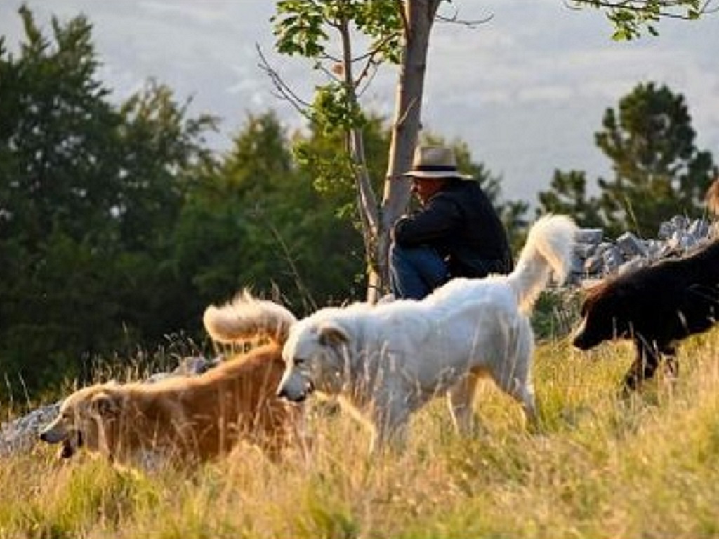 Incontro gratuito Cani da guardiania – Malga Tuena