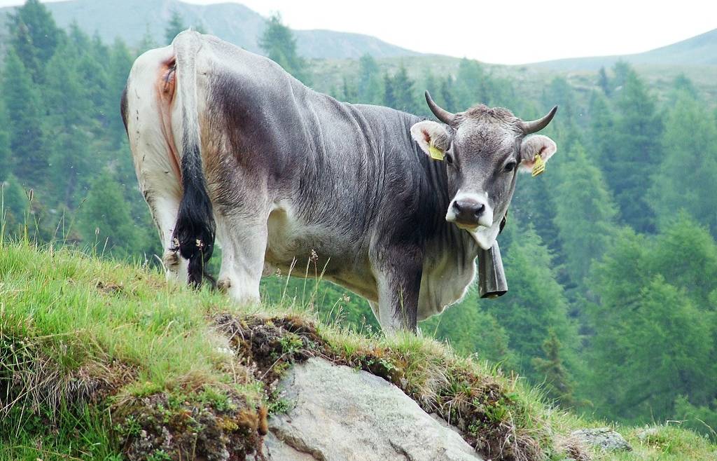 incontro formativo ZOOTECNIA DI MONTAGNA: SPUNTI DI BIODINAMICA
