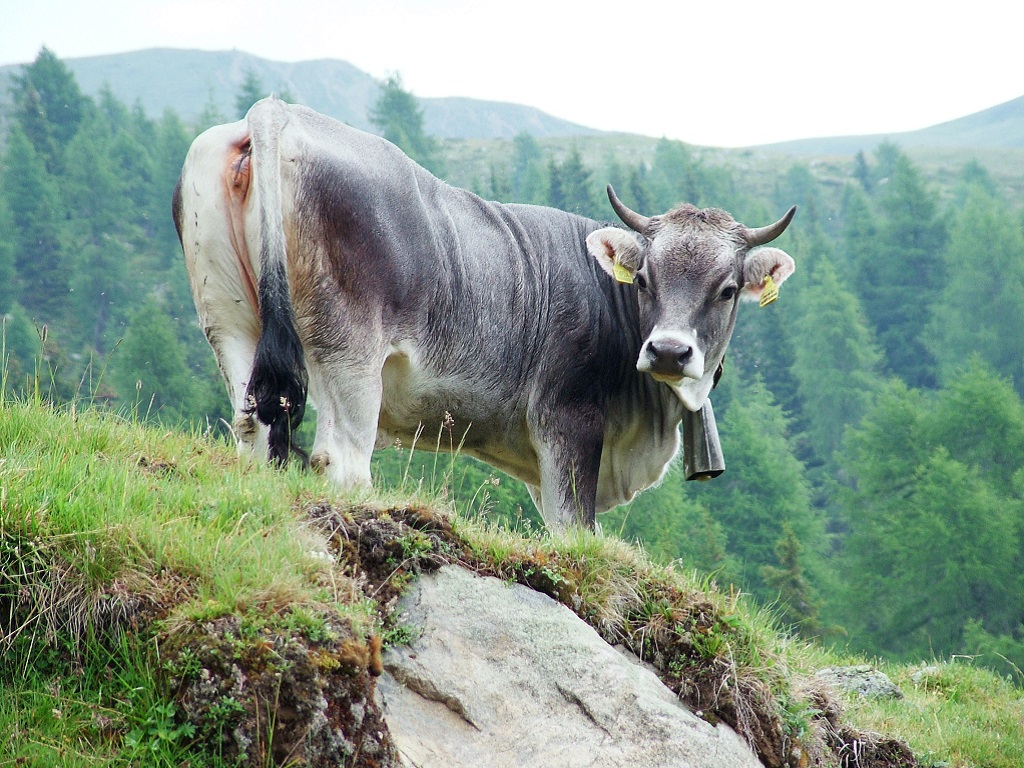 incontro formativo ZOOTECNIA DI MONTAGNA: SPUNTI DI BIODINAMICA