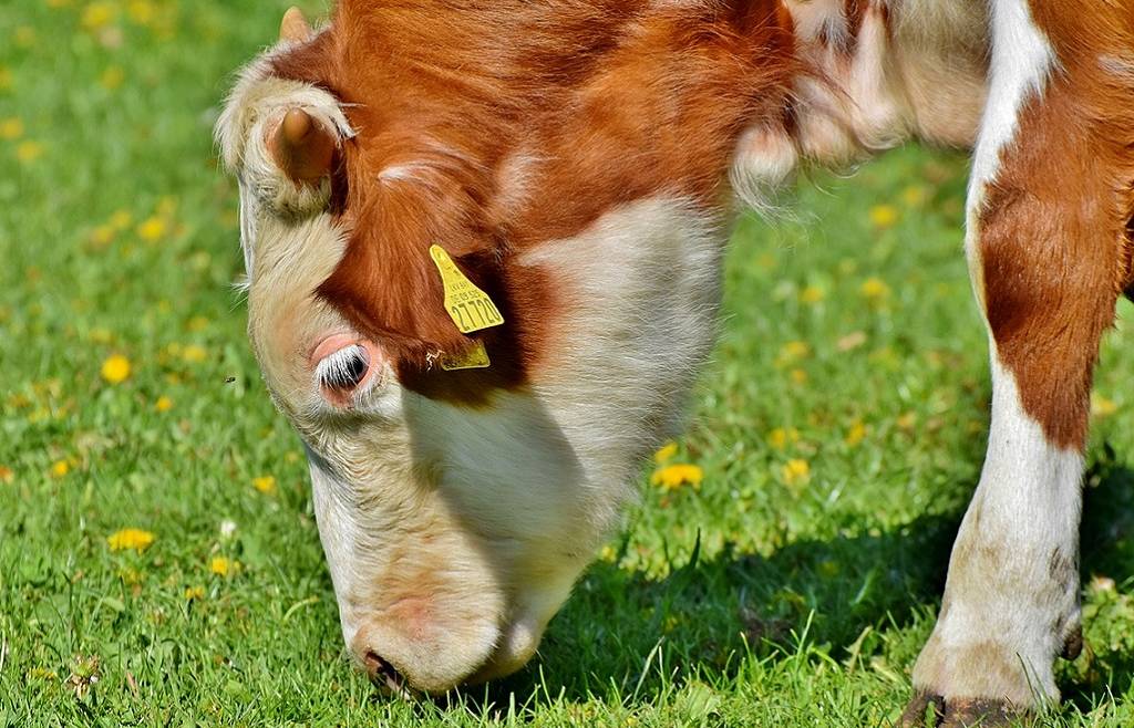 Domande di contributo L.P. 4 per l’alpeggio di giovane bestiame 2024